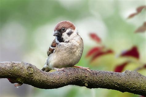 25 Common Backyard Birds In Illinois With Pictures Optics Mag