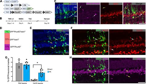 Reprogramming M Ller Glia To Regenerate Ganglion Like Cells In Adult