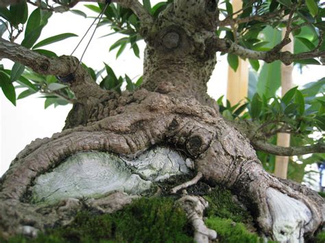 Weeping Fig Low View Closer View Of The Base Of The Bonsai Flickr