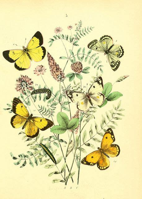 N350w1150 Butterfly Art Butterfly Illustration Botanical Illustration