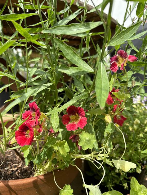 Utilizing Nasturtiums Companion Plants for Natural Pest Control ...