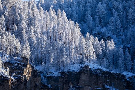Winter Wonderland