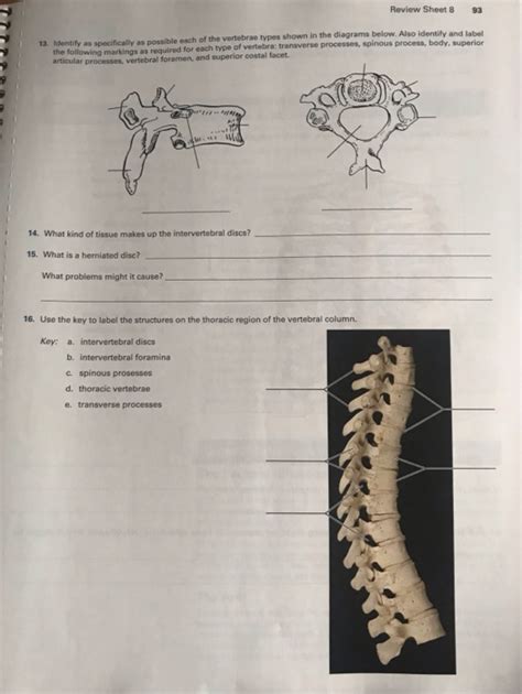 Solved Exercise Review Sheet The Axial Skeleton Lab Chegg