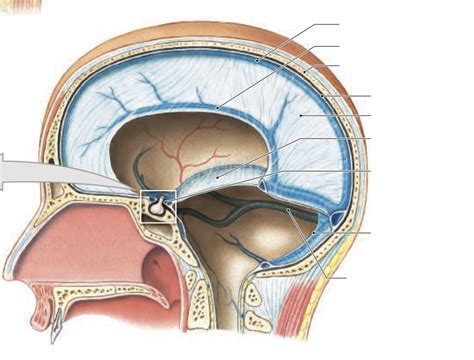 Folds Of The Meningeal Cranial Dura Diagram Quizlet