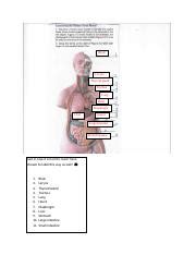 human torso model labeling docx brain larynx thyroid gland trachea