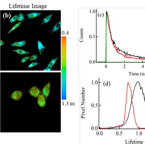 Autofluorescence Intensity A And Lifetime B Images Decay Profiles Download Scientific