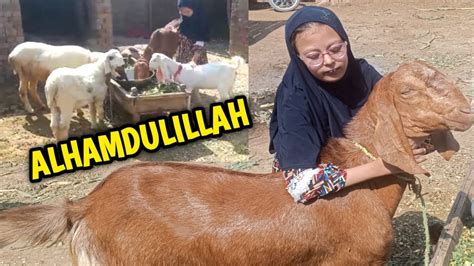 Alhamdulillah Qurbani Ka Liye Bakra Le Liya Aur Beti Ko Diya Surprise