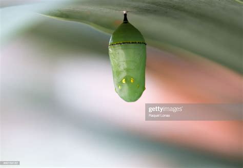 Single Monarch Chrysalis Hanging From Underside Of Leaf High Res Stock