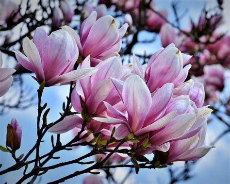 Comment Planter Et Entretenir Un Magnolia Jardin De Grand Meres