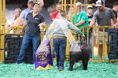 Novice Swine Show Next Level Images