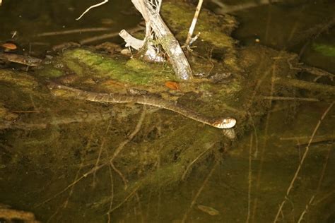 Plain Bellied Watersnake From N Lamar Blvd Austin TX US On February