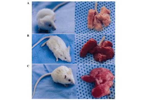 Regulatory Effect Of Cytokine Induced Neutrophil Chemoattractant