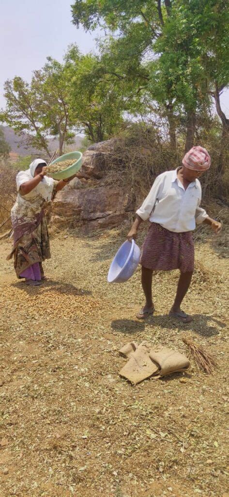 Image of the day : Groundnut harvesting : Akshara Livelihoods