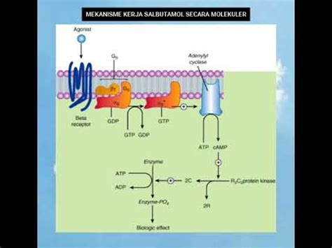 Mekanisme Kerja Obat Salbutamol Secara Molekuler Mardatillah B Hot