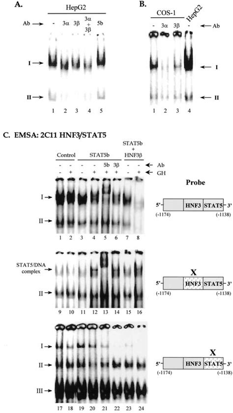 Emsa Analysis Of Hnf And Stat Dna Binding Activities Using C