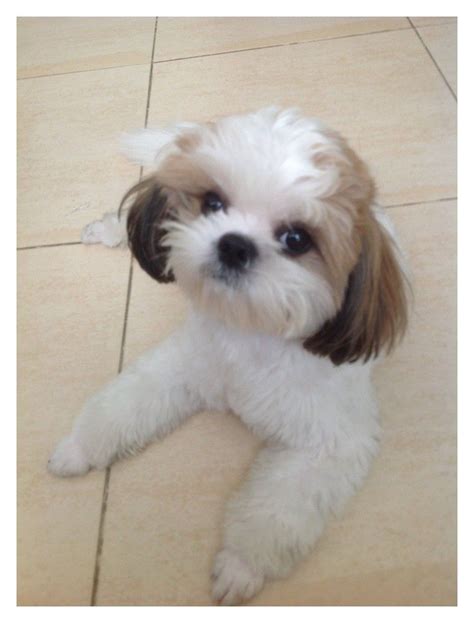 11+ Marvelous Shih Tzu Hairstyles Puppy Cut