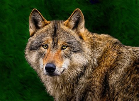 Le Loup Change De Couleur Avant Photo Gratuite Sur Pixabay Pixabay