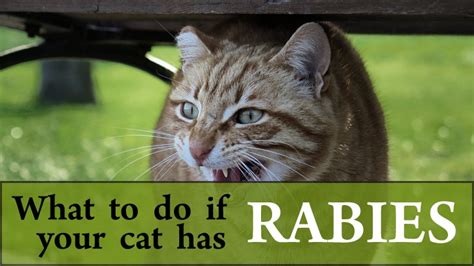 Rabies In Cats Symptoms Causes Treatments And What To Do