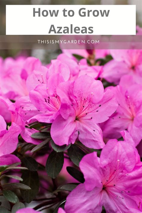 Pruning Azaleas Flowering Shrubs Garden Podcast Azalea Bush Acid