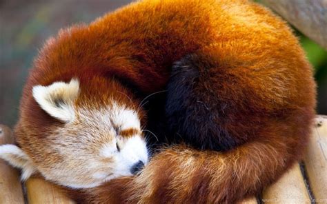 Cute Red Panda Wallpaper Hd : Wallpaper Red Panda Cute Panda Profile Hd ...