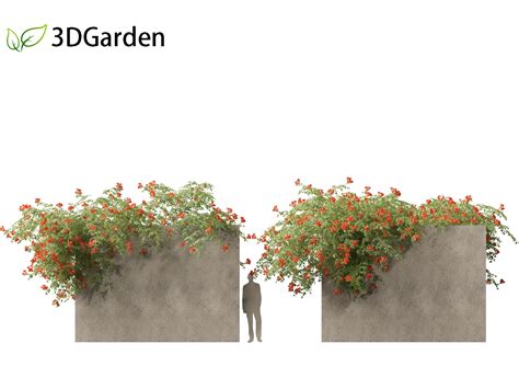 Campsis Radicans Trumpet Vine Flippednormals