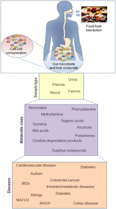 Schematic Representation Of Diet Microbes And Host Interaction At Gut Download Scientific