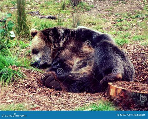 Oso De Grizzley Que Forrajea Para La Comida Foto De Archivo Imagen De