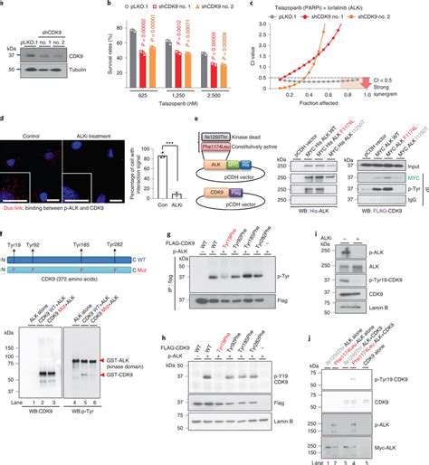 Alk Directly Phosphorylates Cdk At Tyr A Parp Inhibitor Resistant