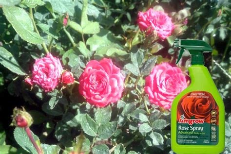 How to control Black spot on the rose leaves | How to use an organic ...