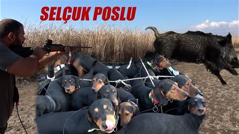 Yaban Domuzu Avlari Best Wild Boar Hunt Ng Turkey Chasse Au Sanglier