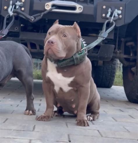 Mascul American Bully Pocket Selimbar Olx Ro