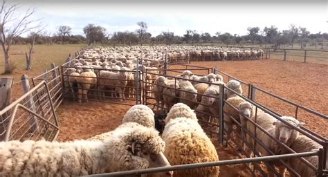 Australia Wool Industry Exposed In Shocking PETA Video