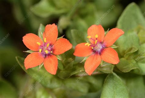 Scarlet Pimpernel Anagallis Arvensis Flowers Stock Image C040