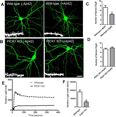 PICK1 deletion attenuates Aβ induced modulation in dendritic spine