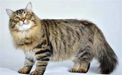 Siberian Cat Personality and Behavior - PetTime