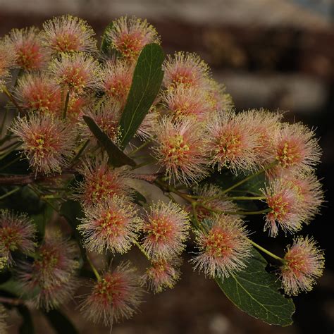 Blackbead Pithecellobium Keyense Key Deer National Refu Flickr