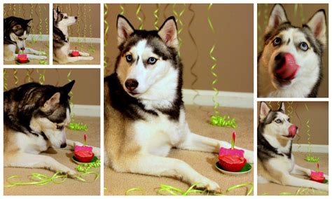 Happy Birthday Husky Husky Siberian Husky Puppies