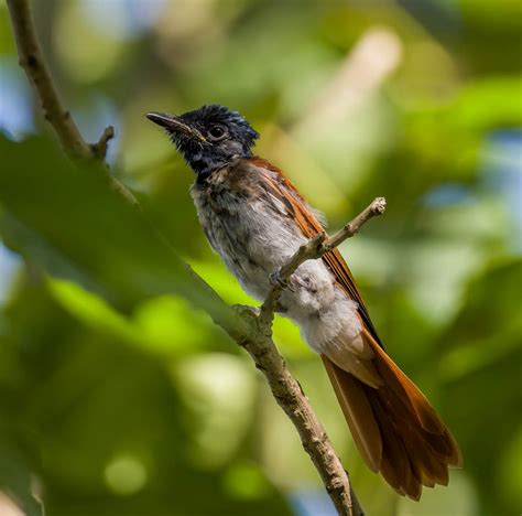 Birding Shanghai In August 2022 10 000 Birds