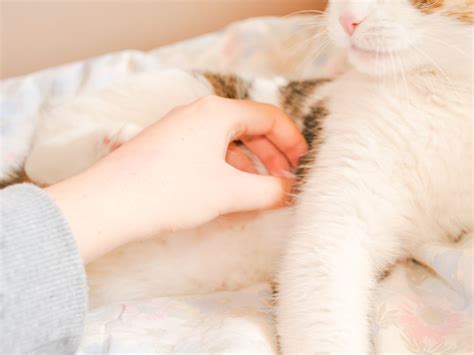 How To Soothe Your Cat With A Massage Cat Massage Cats Senior Cat