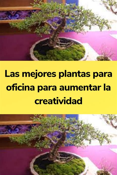 Las Mejores Plantas Para Oficina Para Aumentar La Creatividad Artofit