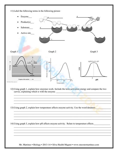 Free Printable Enzyme Worksheets For Students