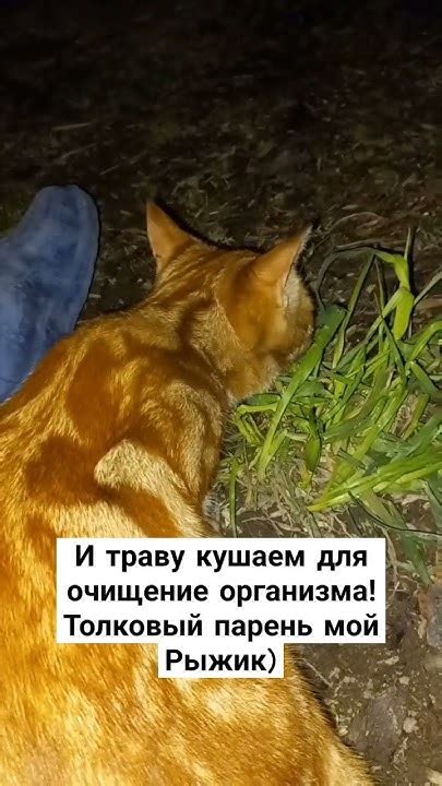 И собаки и кошки едят траву, я думаю они знают зачем. Мой 🐕 ел #рыжик # ...
