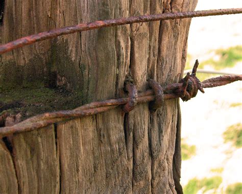 Free Images Tree Nature Branch Fence Wood Leaf Trunk Photo