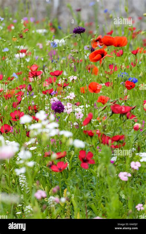 Scarlet Flax Linum grandiflorum rubrum growing in a wild flower seed mix bed Stock Photo - Alamy