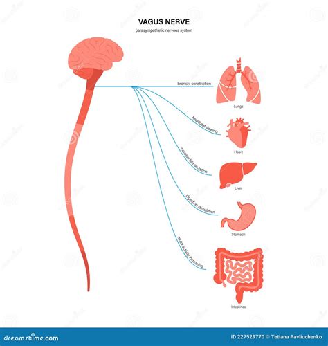 Vagus Nerve Diagram Cartoon Vector | CartoonDealer.com #227838179