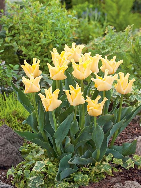 Tulipan Liliokszta Tny Tulipa Yellow Crown Szt Sklep