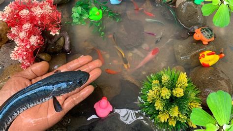 WOW Berburu Mencari Ikan Molly Ikan Koi Kumpay Ikan Komet Ikan