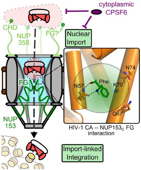 The Nup153 Ca Interaction During Hiv 1 Infection Partially Uncoated