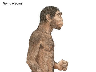 Homo erectus | Definition, Characteristics, Skull, Diet, Tools, & Facts | Britannica