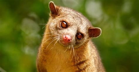 What Does A Kinkajou Eat? A Comprehensive Guide To Their, 57% OFF